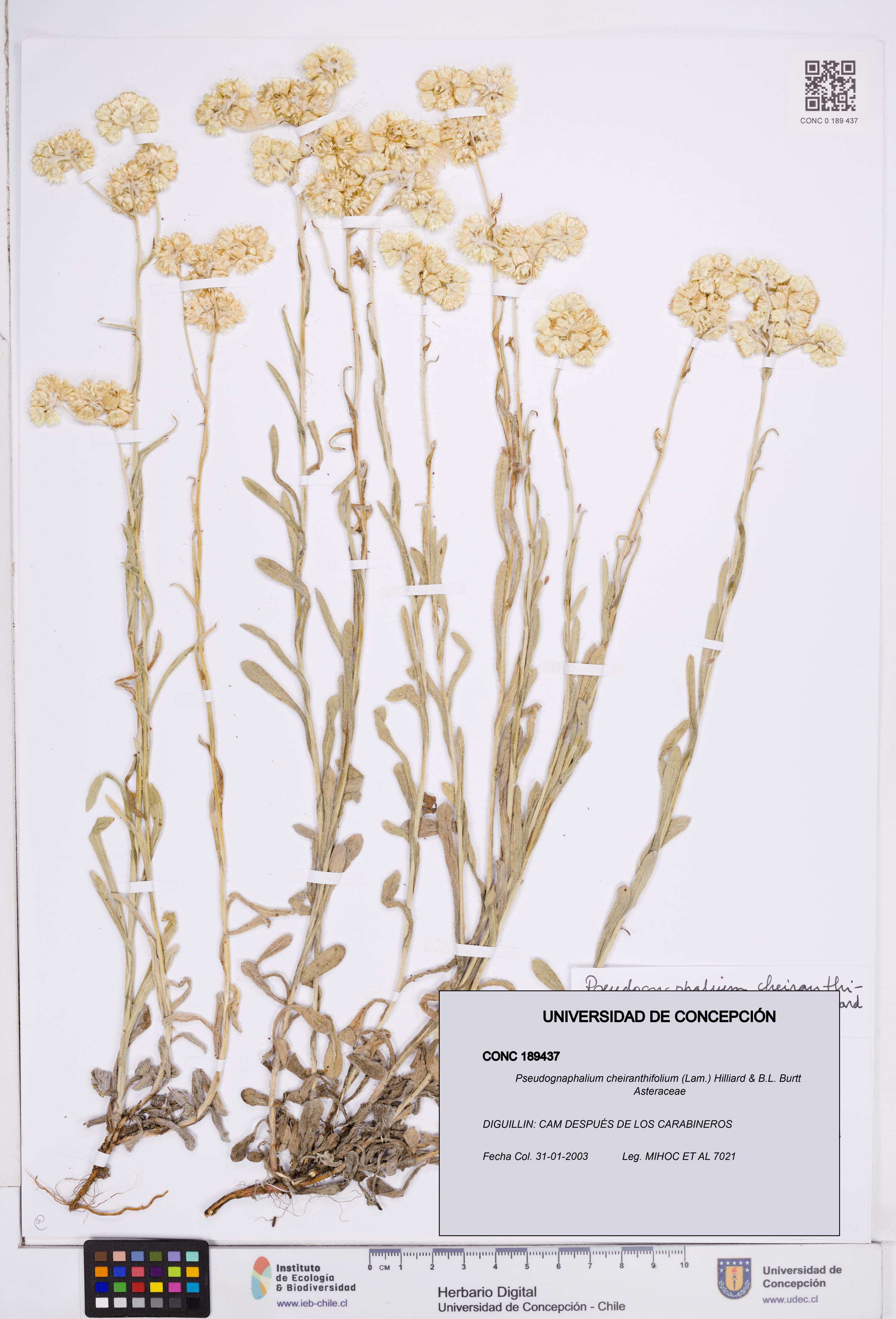 Pseudognaphalium cheiranthifolium [Espécimen: ]