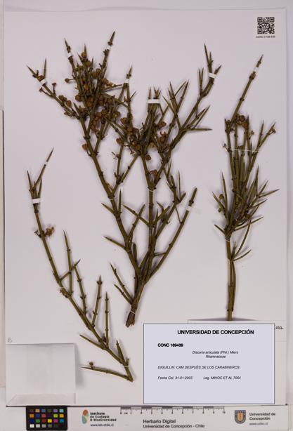 Discaria articulata [Espécimen: UDEC:CONC:0189439]