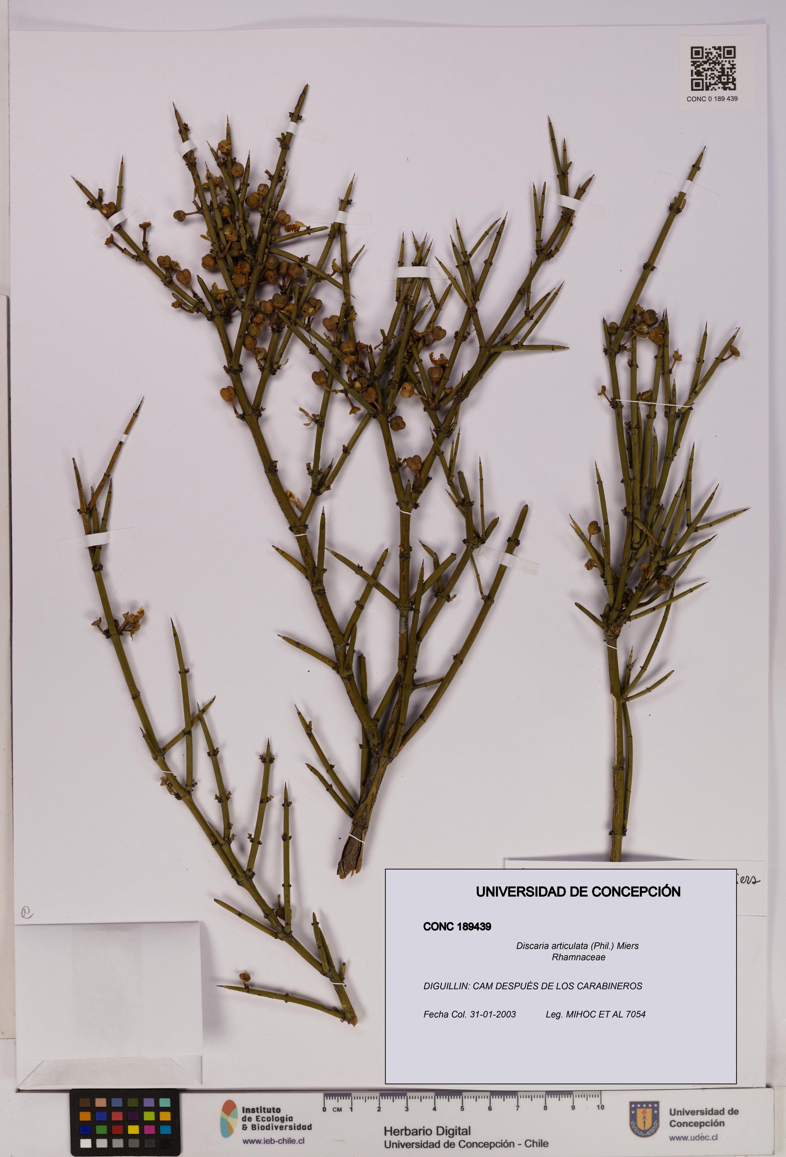 Discaria articulata [Espécimen: UDEC:CONC:0189439]