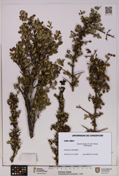 Discaria chacaye [Espécimen: UDEC:CONC:0189441]