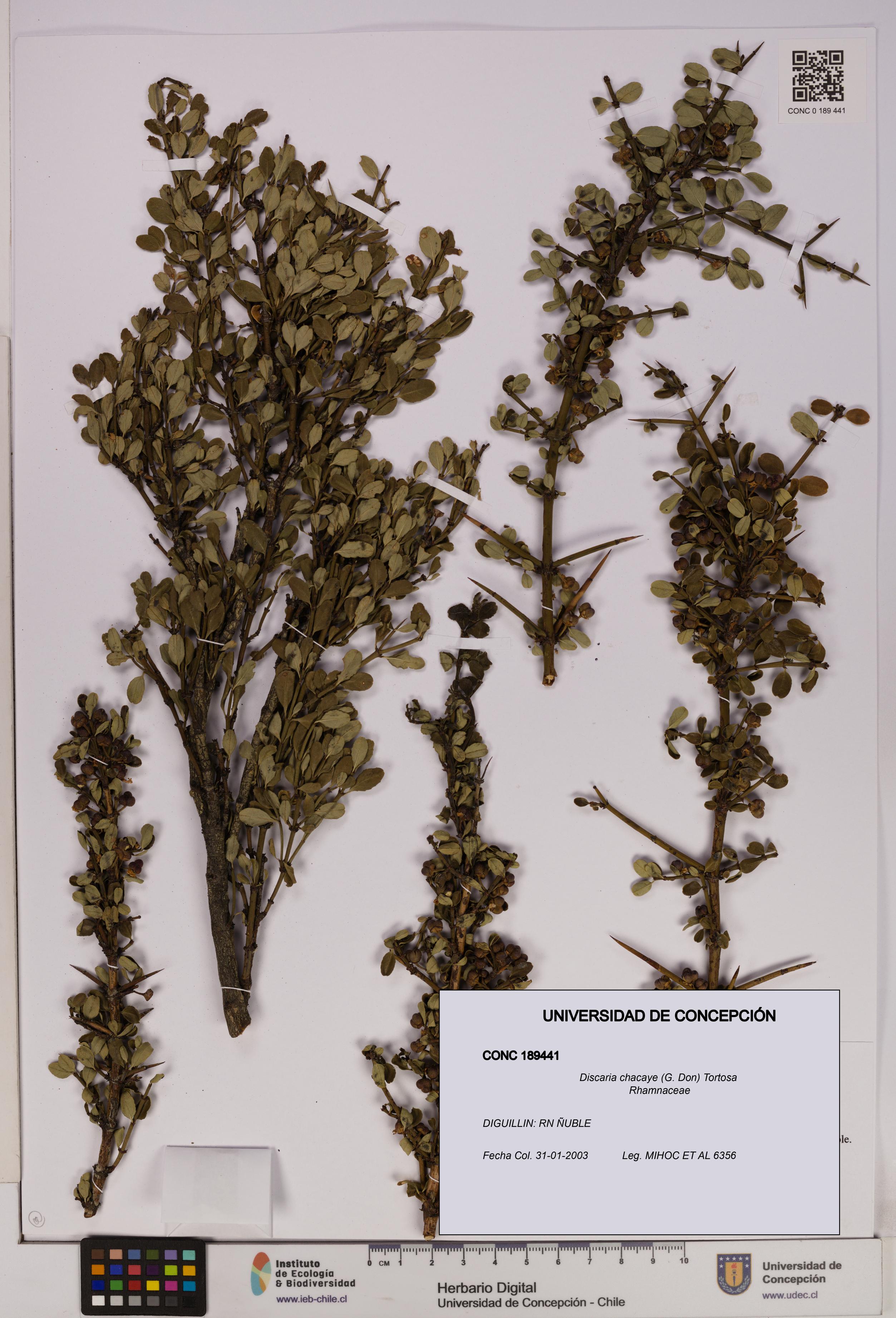 Discaria chacaye [Espécimen: UDEC:CONC:0189441]