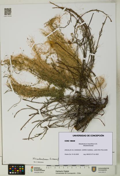 Misodendrum linearifolium [Espécimen: UDEC:CONC:0189446]