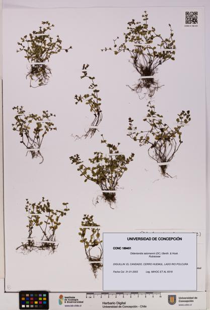 Oldenlandia salzmannii [Espécimen: UDEC:CONC:0189451]