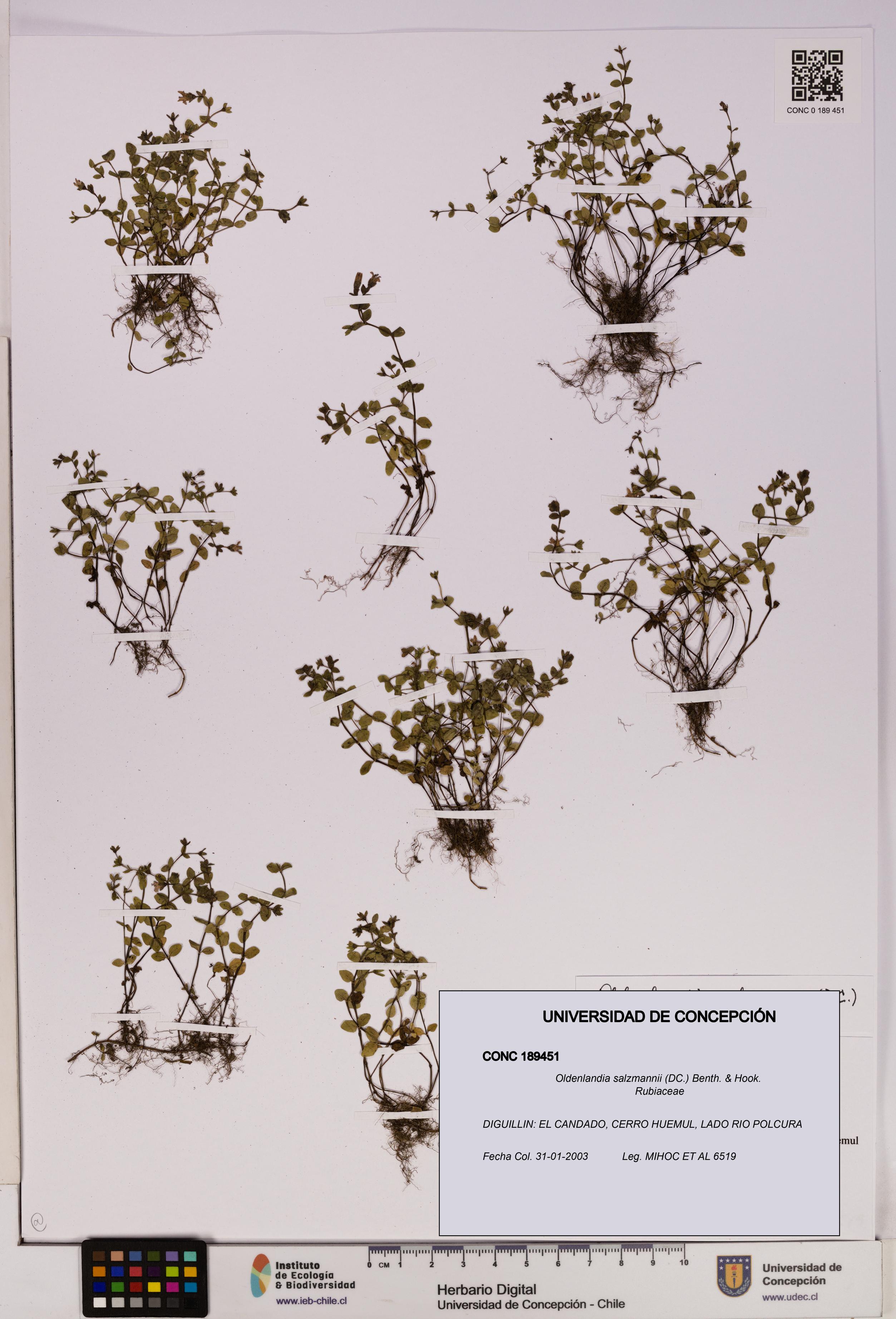 Oldenlandia salzmannii [Espécimen: UDEC:CONC:0189451]