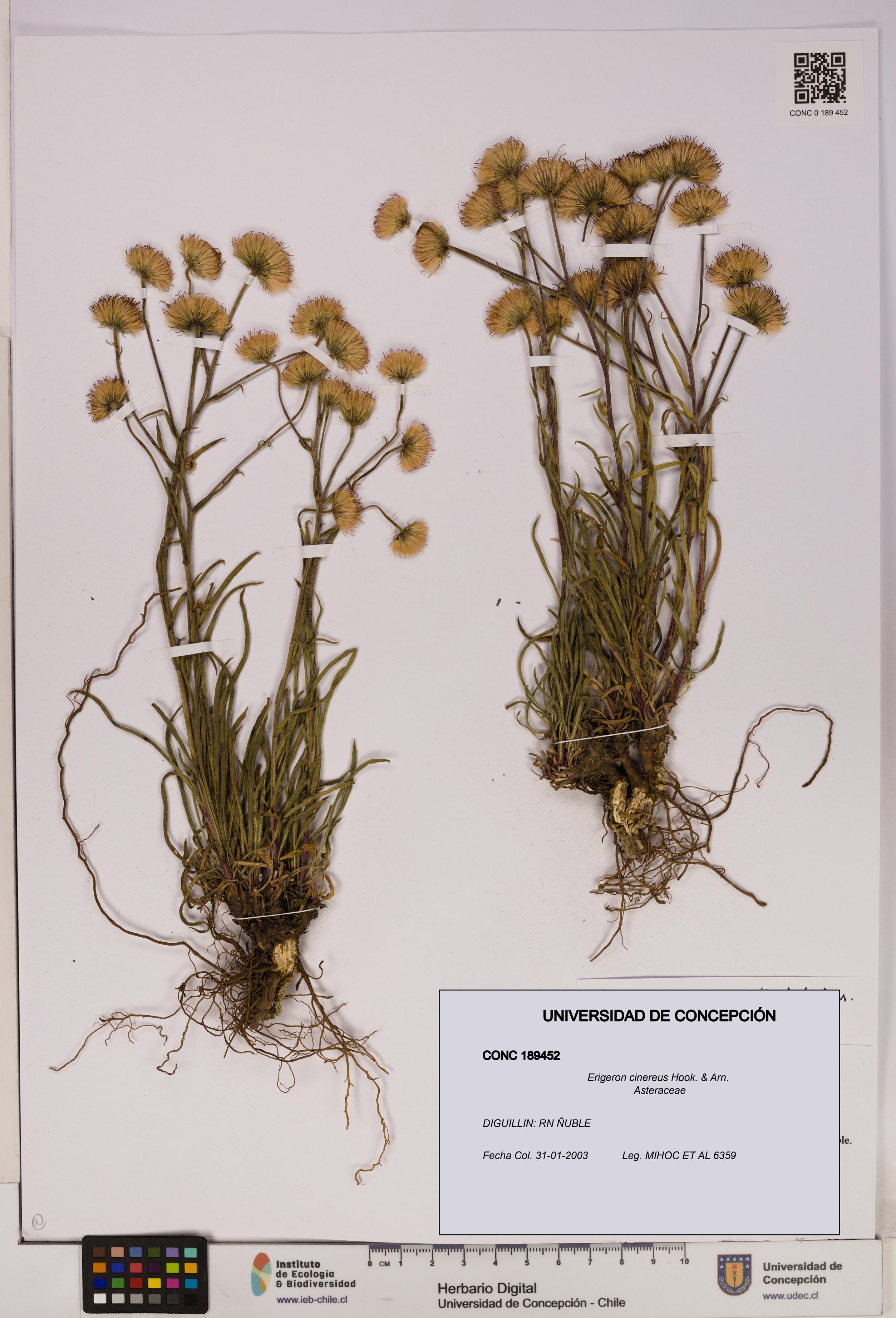 Erigeron cinereus [Espécimen: UDEC:CONC:0189452]