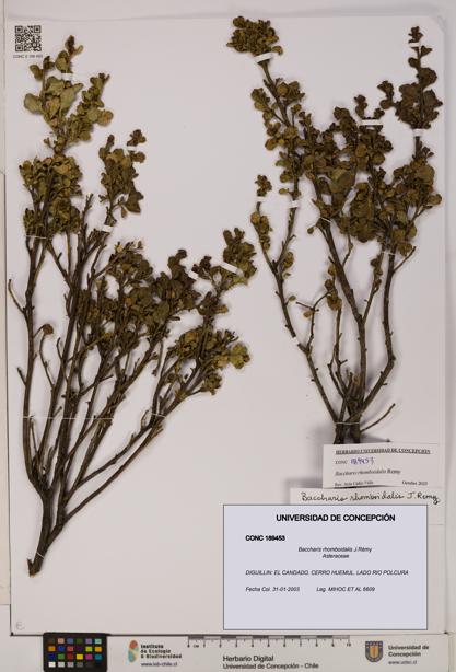 Baccharis rhomboidalis [Espécimen: UDEC:CONC:0189453]