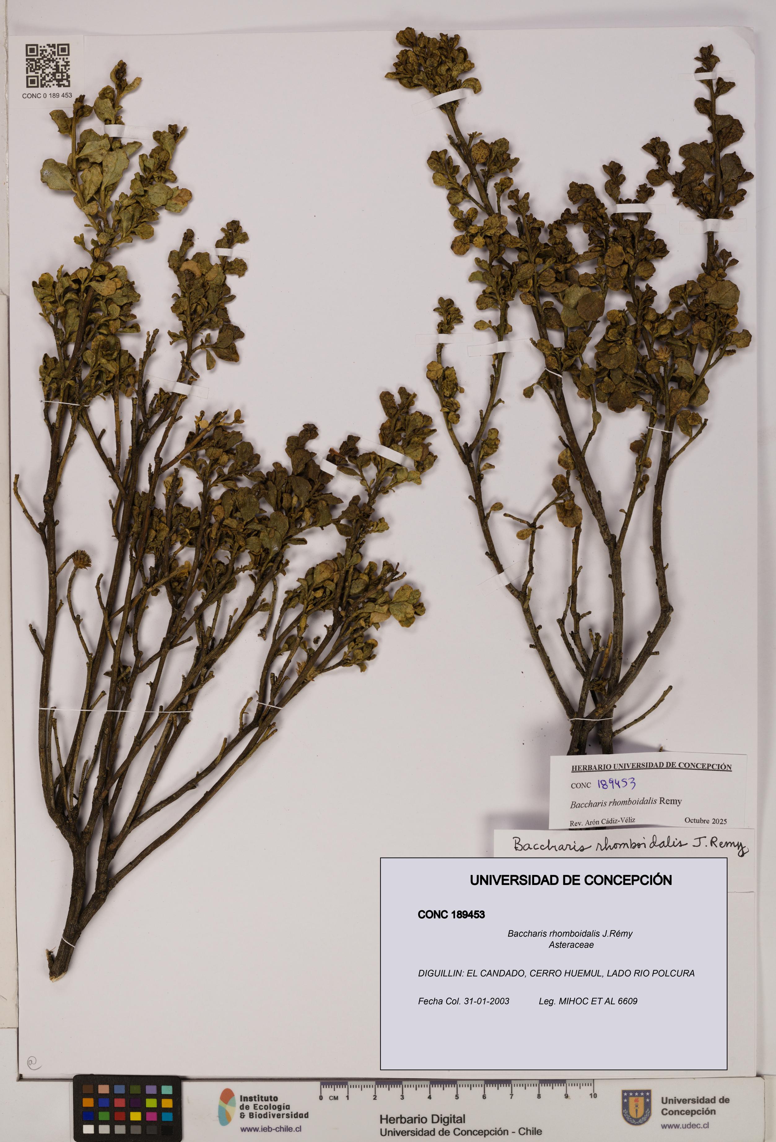Baccharis rhomboidalis [Espécimen: UDEC:CONC:0189453]