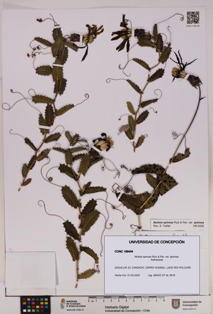 Mutisia spinosa var. spinosa [Espécimen: UDEC:CONC:0189454]