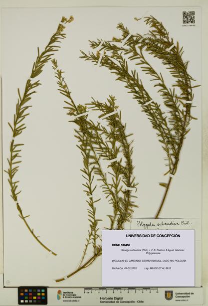 Senega subandina [Espécimen: UDEC:CONC:0189455]