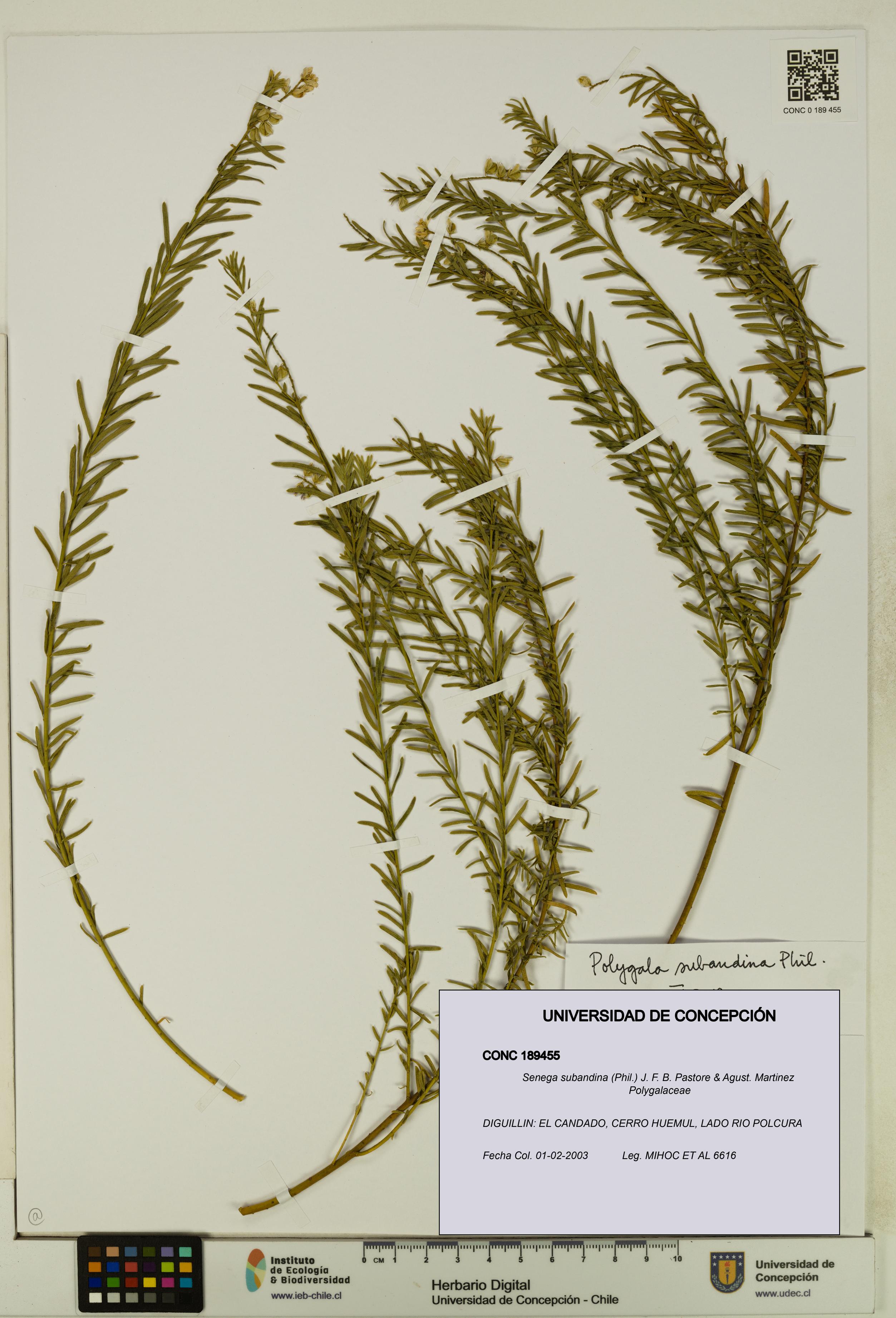 Senega subandina [Espécimen: UDEC:CONC:0189455]