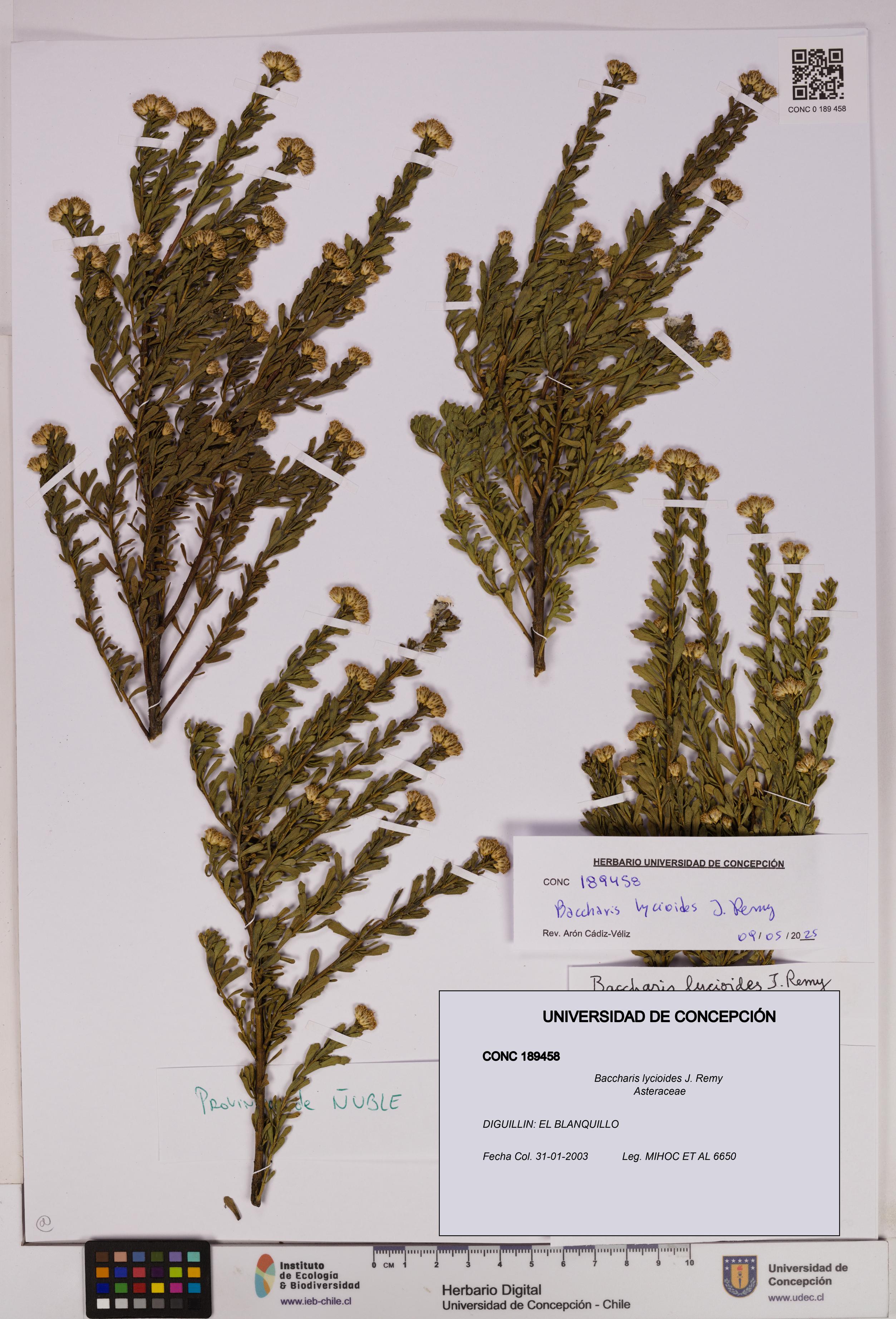 Baccharis lycioides [Espécimen: UDEC:CONC:0189458]