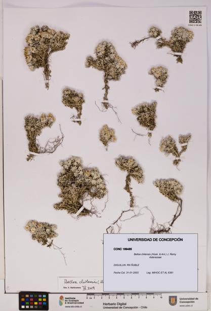 Belloa chilensis [Espécimen: UDEC:CONC:0189485]