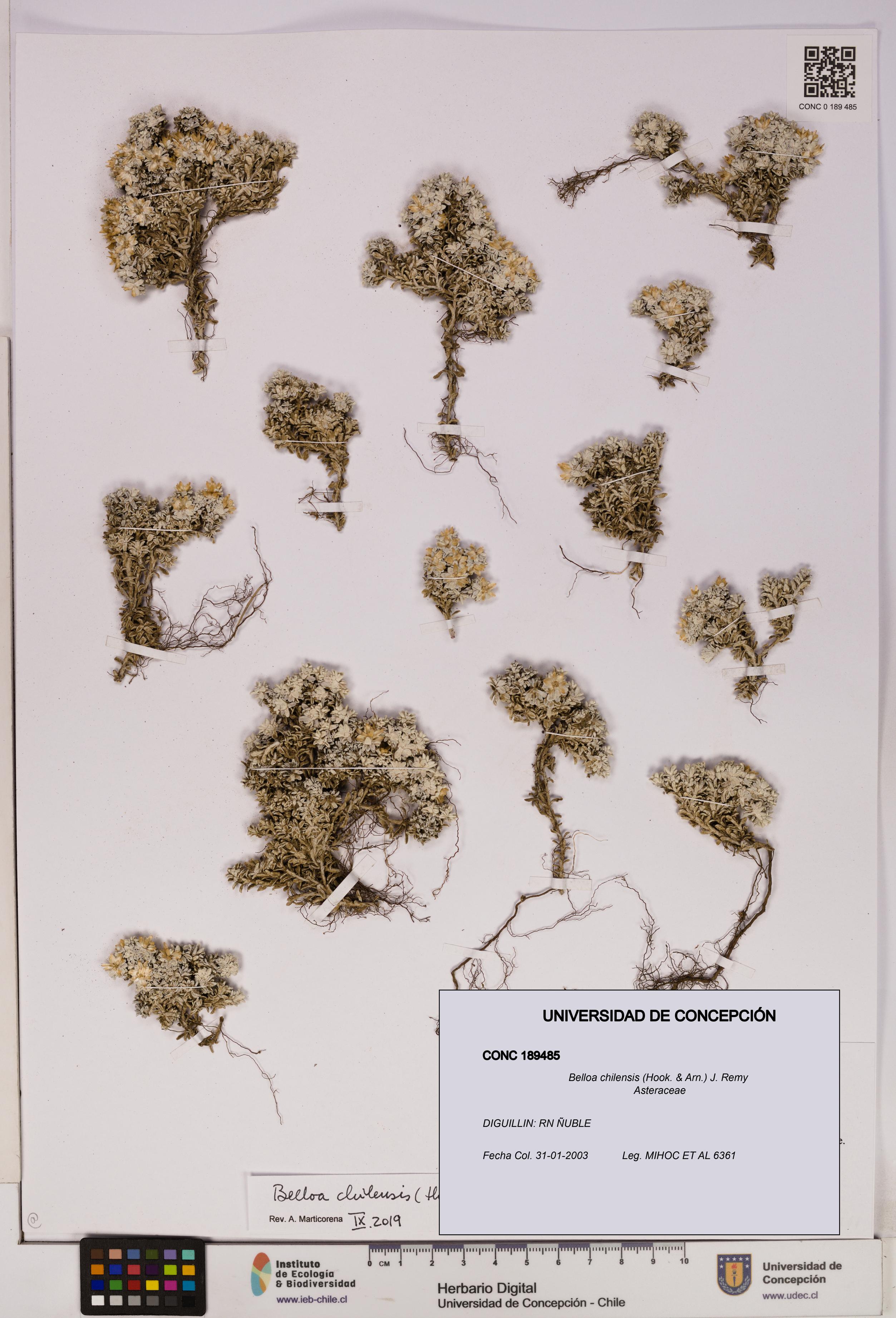 Belloa chilensis [Espécimen: UDEC:CONC:0189485]