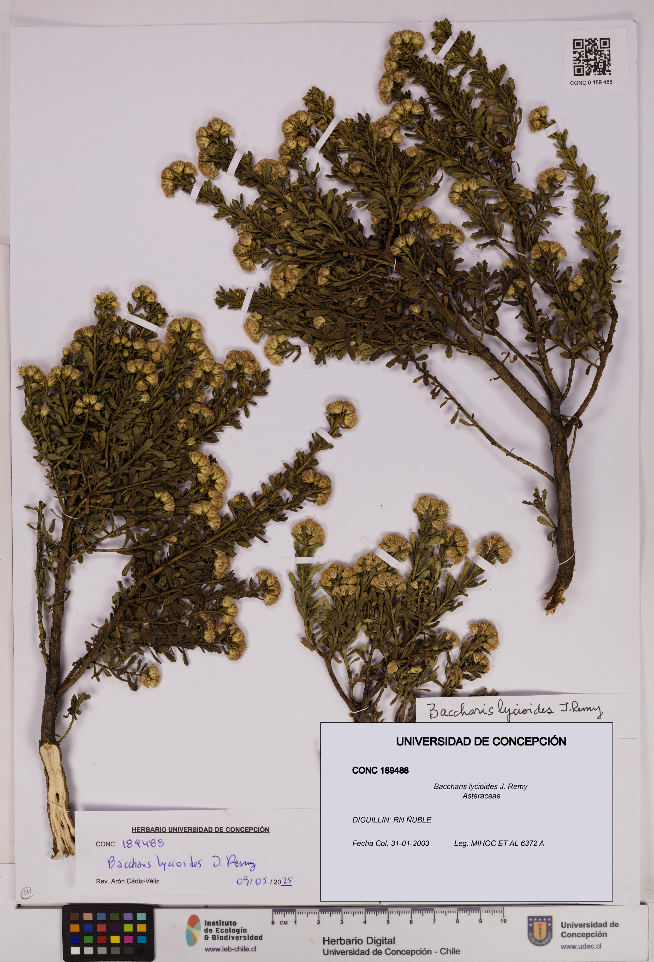 Baccharis lycioides [Espécimen: UDEC:CONC:0189488]