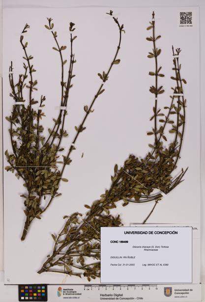 Discaria chacaye [Espécimen: UDEC:CONC:0189489]