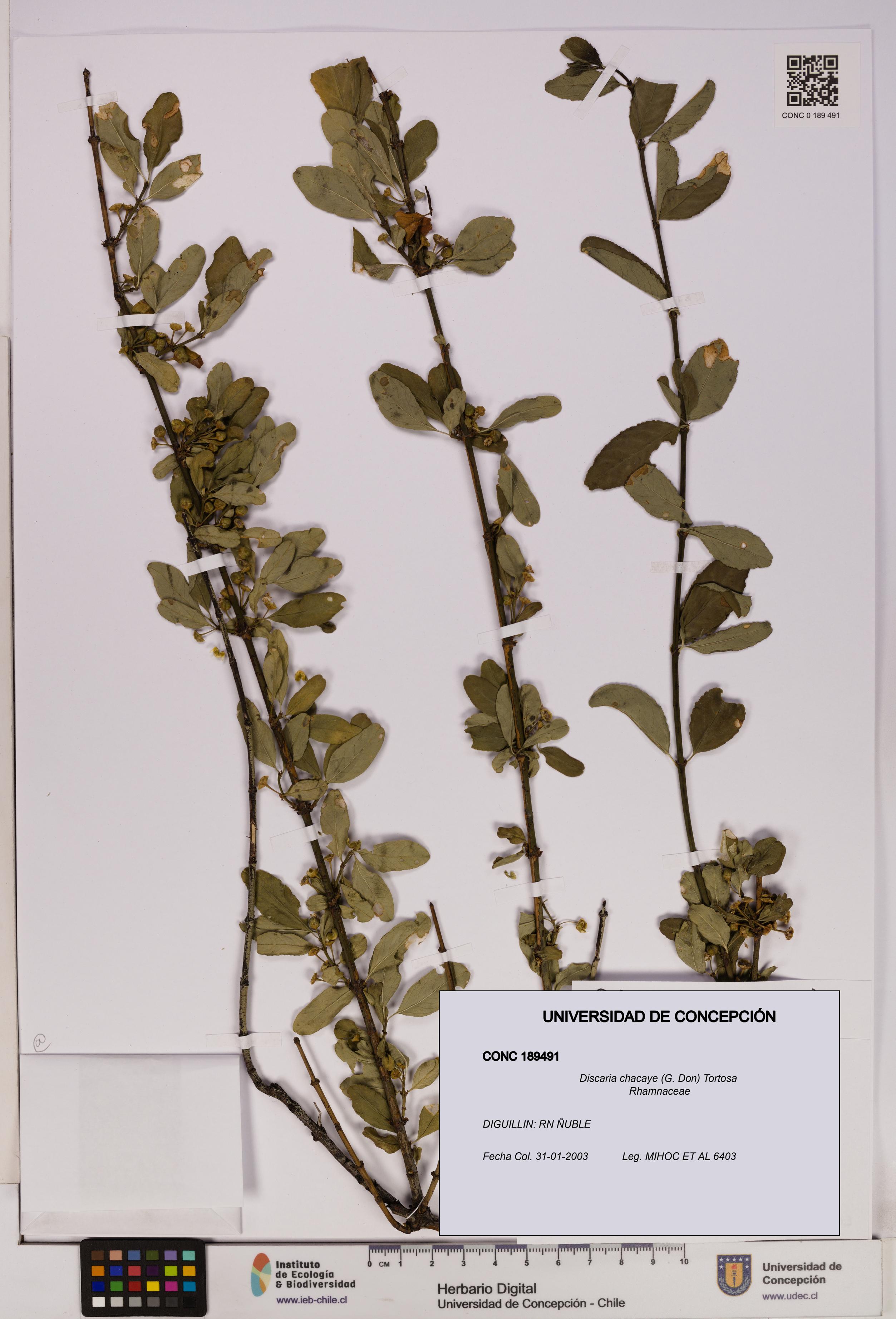 Discaria chacaye [Espécimen: UDEC:CONC:0189491]