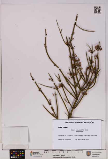 Discaria articulata [Espécimen: UDEC:CONC:0189496]