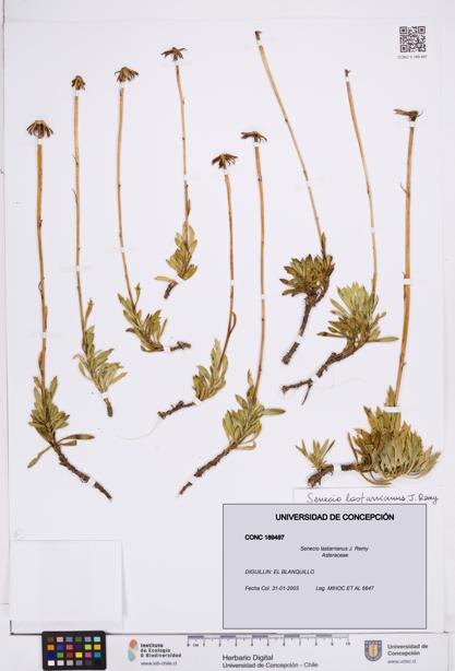 Senecio lastarrianus [Espécimen: ]