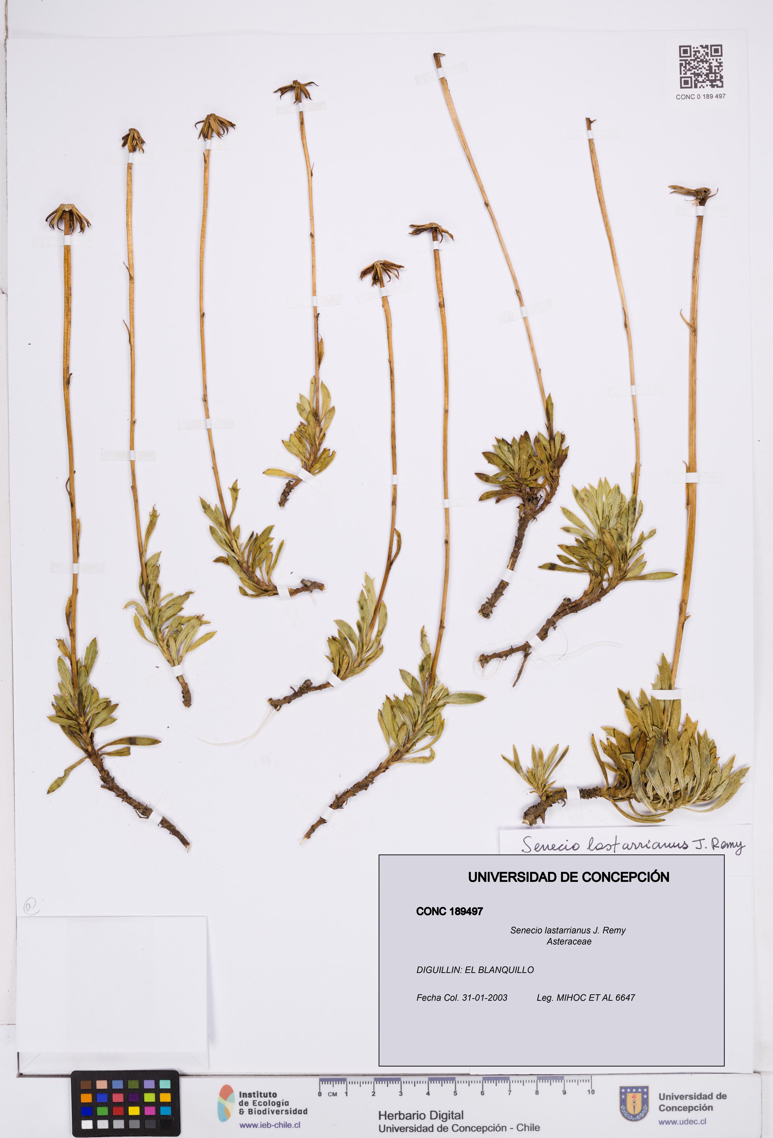 Senecio lastarrianus [Espécimen: ]