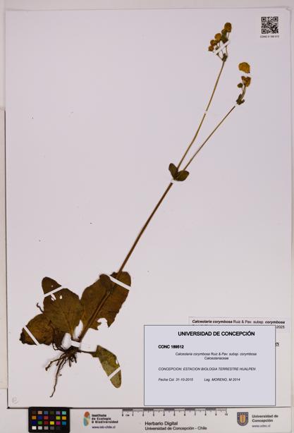 Calceolaria corymbosa [Espécimen: UDEC:CONC:0189512]