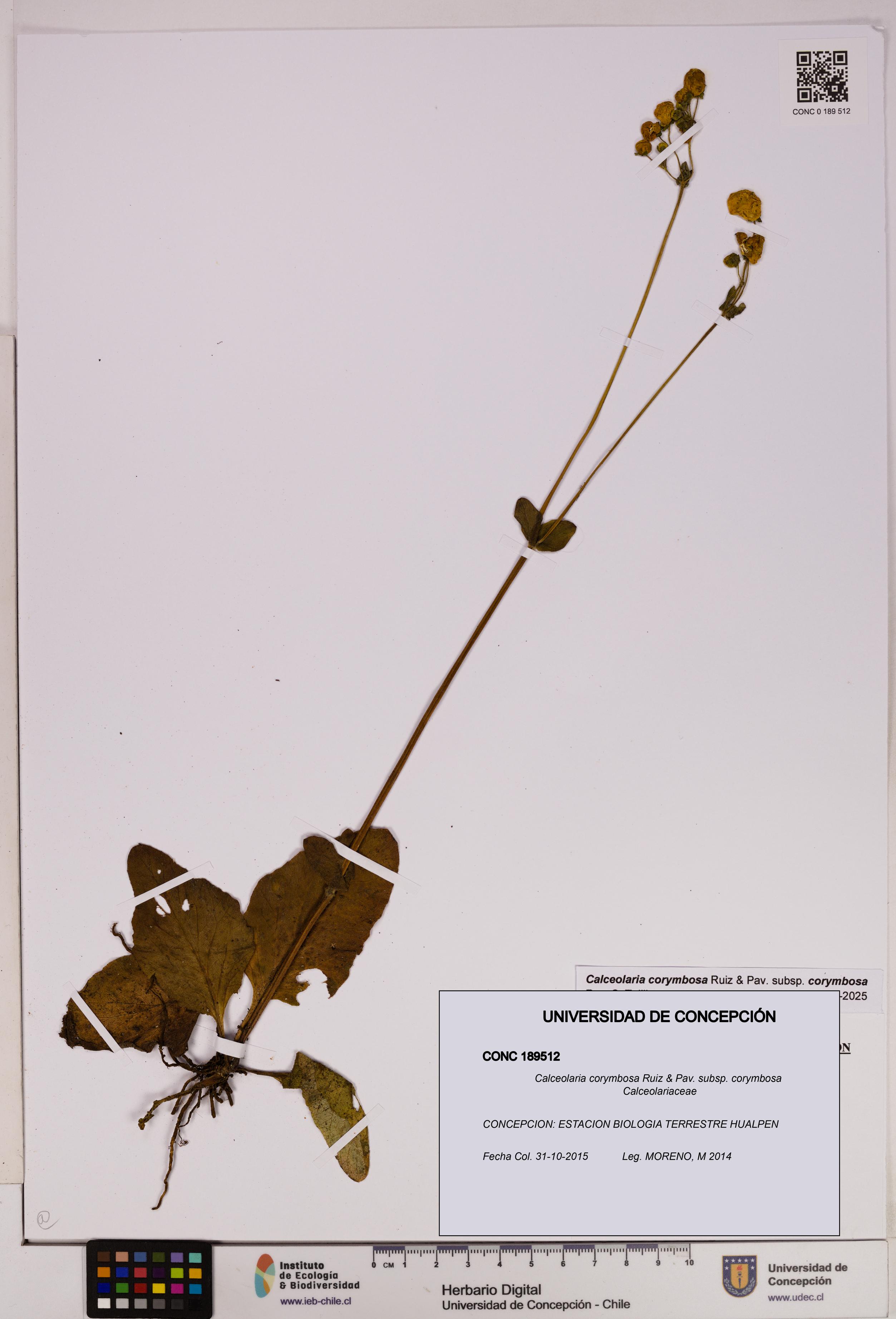 Calceolaria corymbosa [Espécimen: UDEC:CONC:0189512]