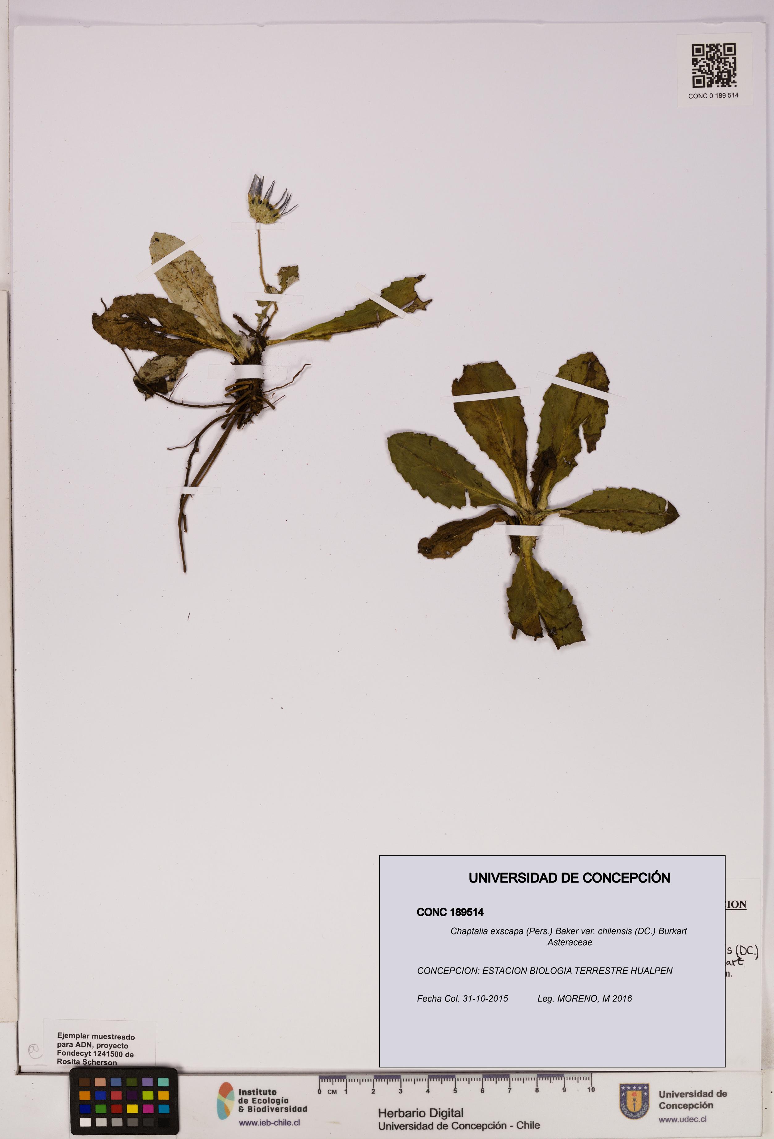 Chaptalia exscapa var. chilensis [Espécimen: UDEC:CONC:0189514]