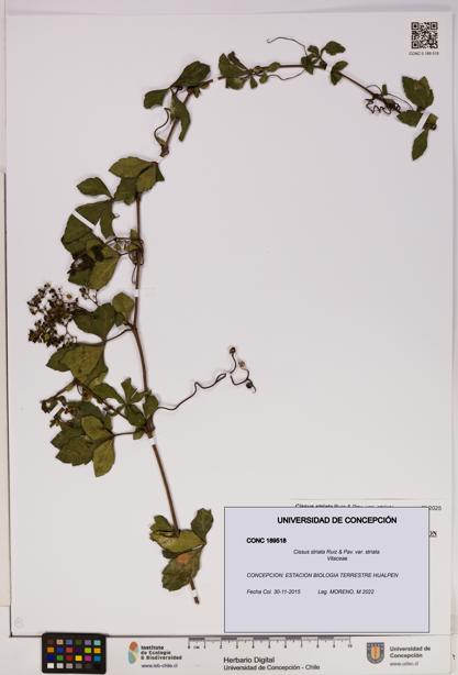 Cissus striata var. striata [Espécimen: UDEC:CONC:0189518]