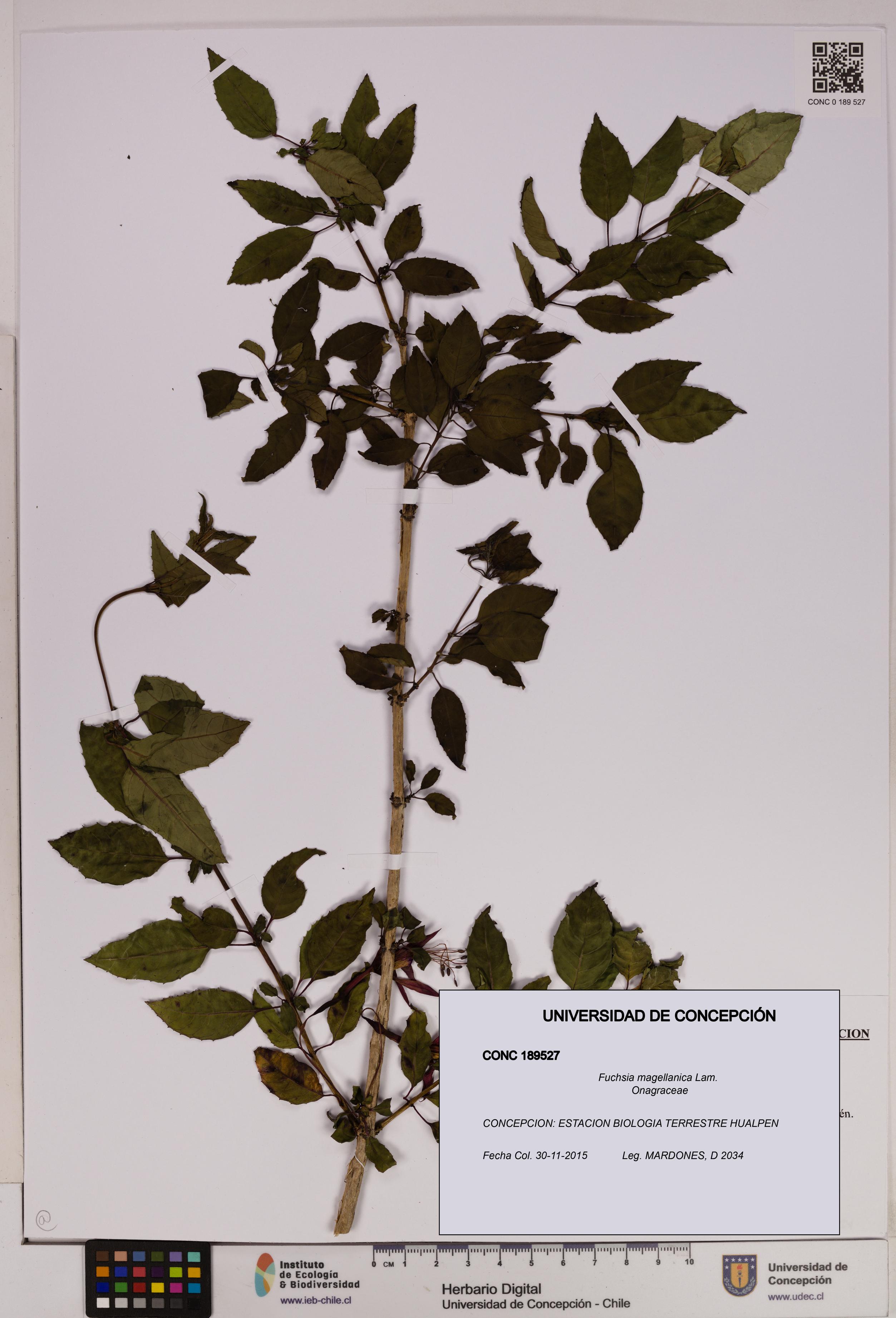 Fuchsia magellanica [Espécimen: UDEC:CONC:0189527]