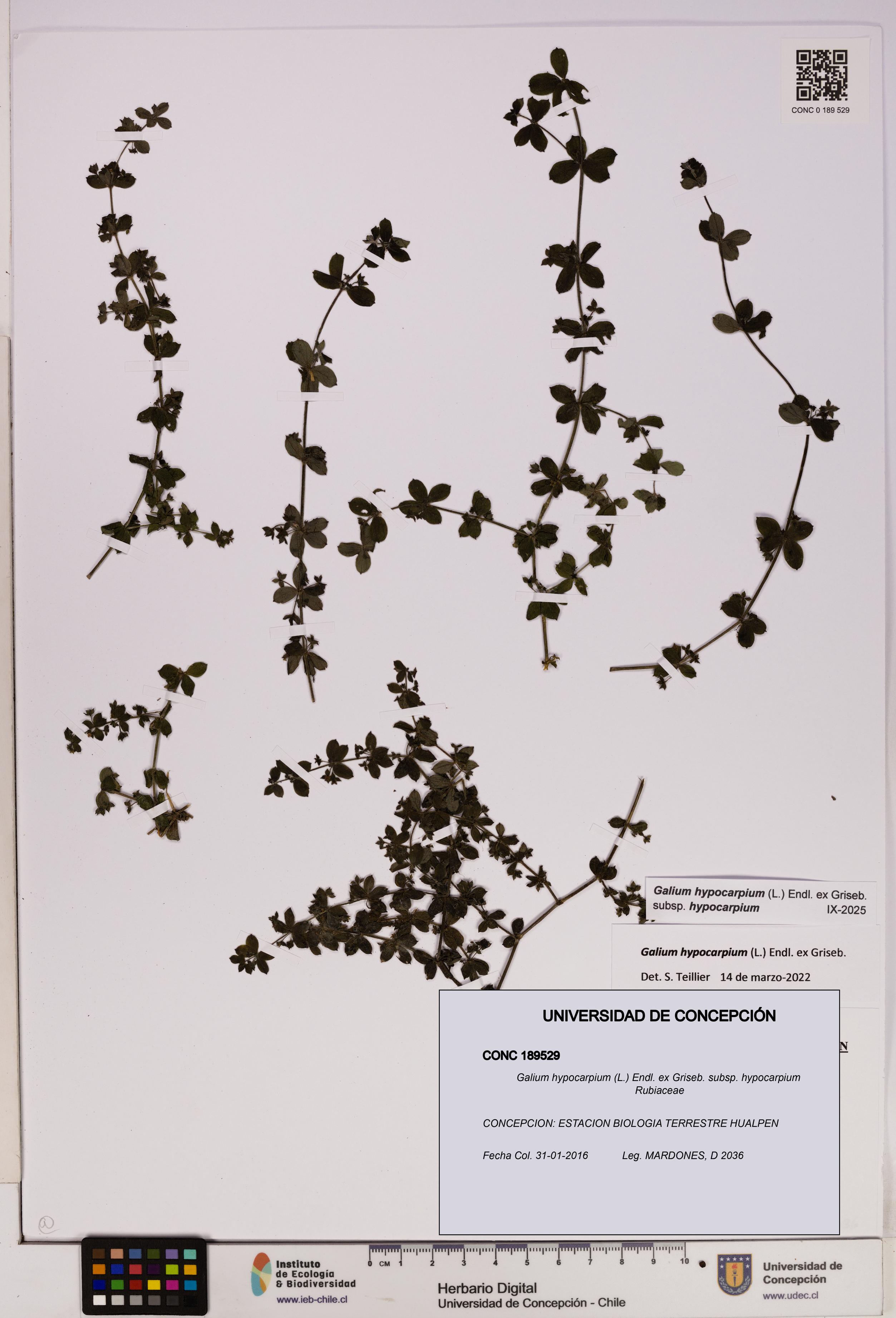 Galium hypocarpium subsp. hypocarpium [Espécimen: UDEC:CONC:0189529]