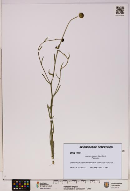 Helenium glaucum [Espécimen: UDEC:CONC:0189534]
