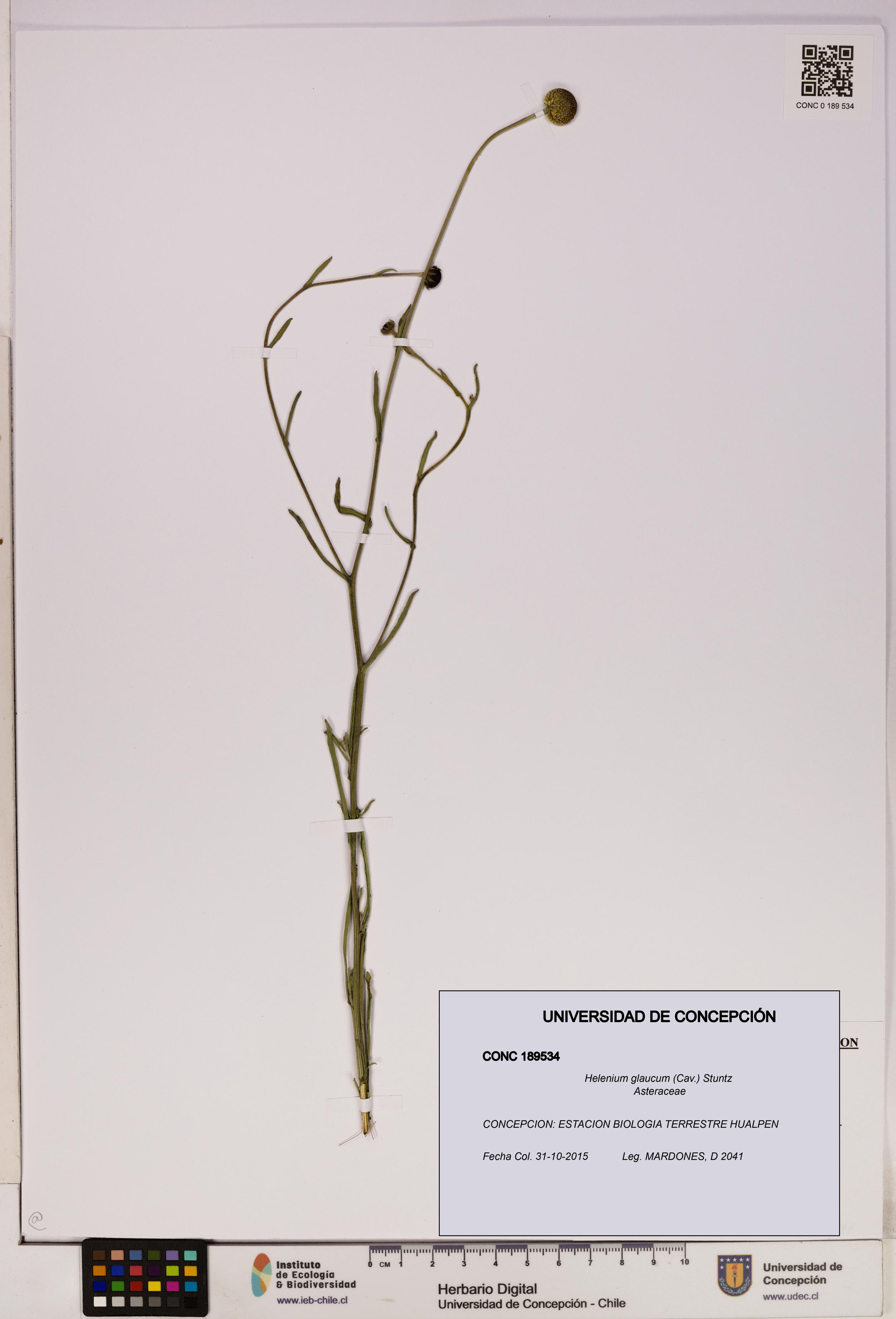 Helenium glaucum [Espécimen: UDEC:CONC:0189534]