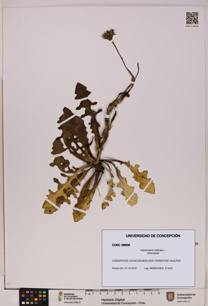 Hypochaeris radicata [Espécimen: UDEC:CONC:0189535]