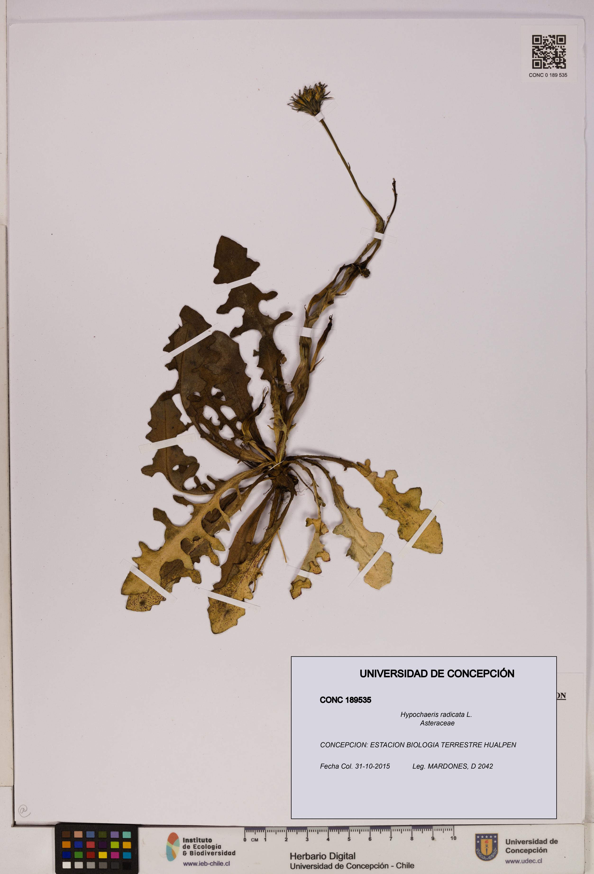 Hypochaeris radicata [Espécimen: UDEC:CONC:0189535]