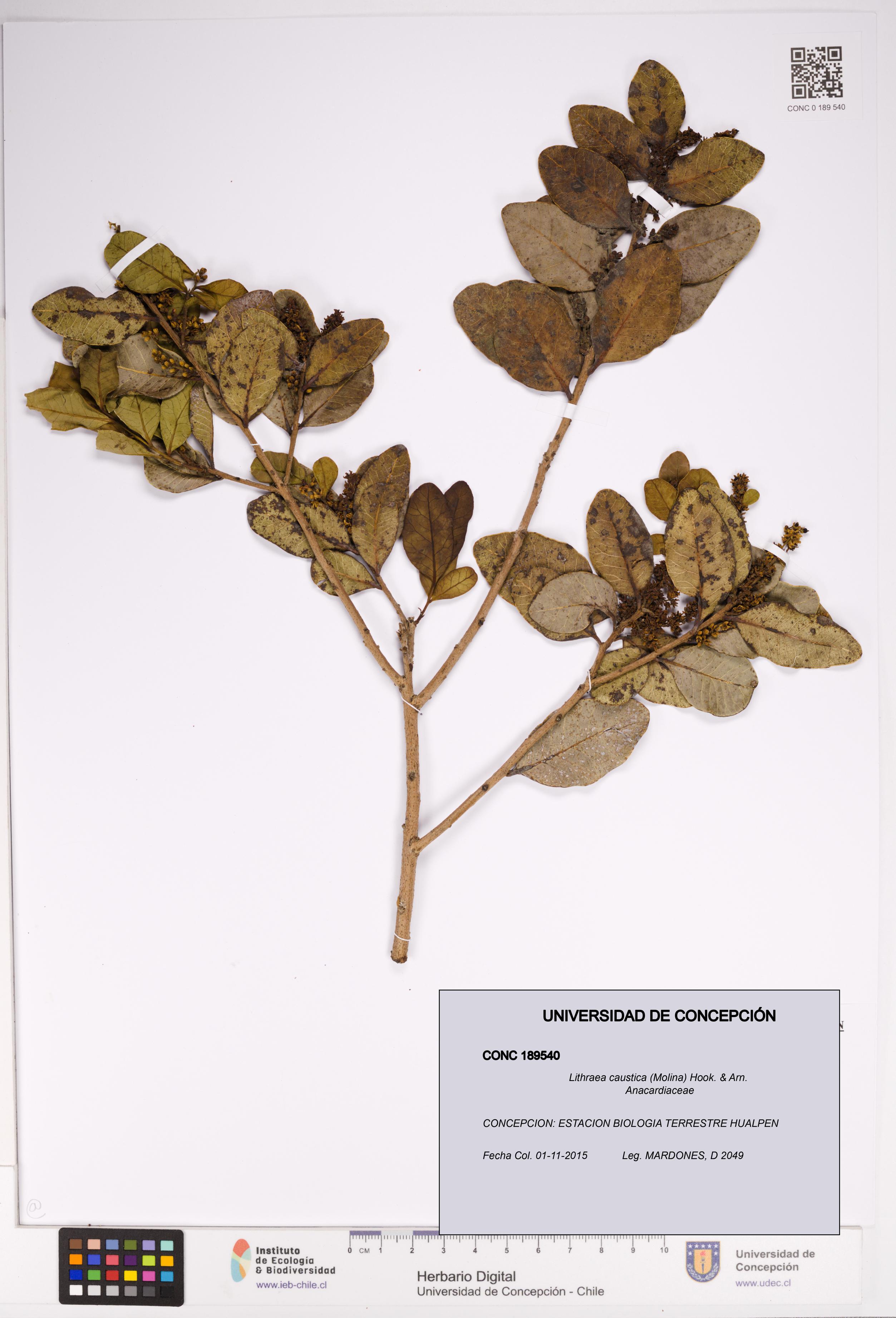 Lithraea caustica [Espécimen: UDEC:CONC:0189540]