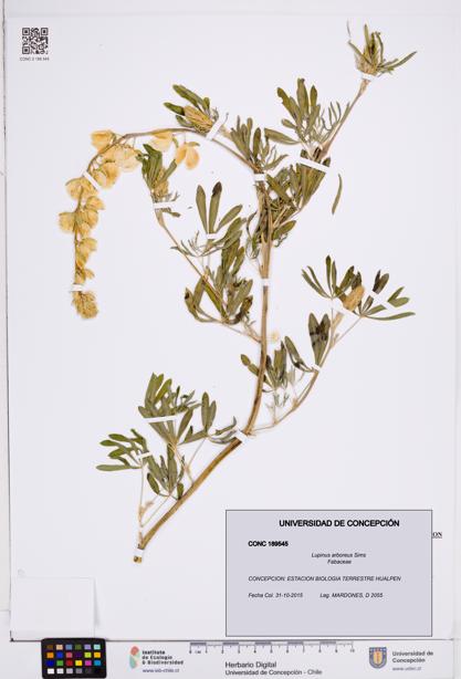 Lupinus arboreus [Espécimen: ]