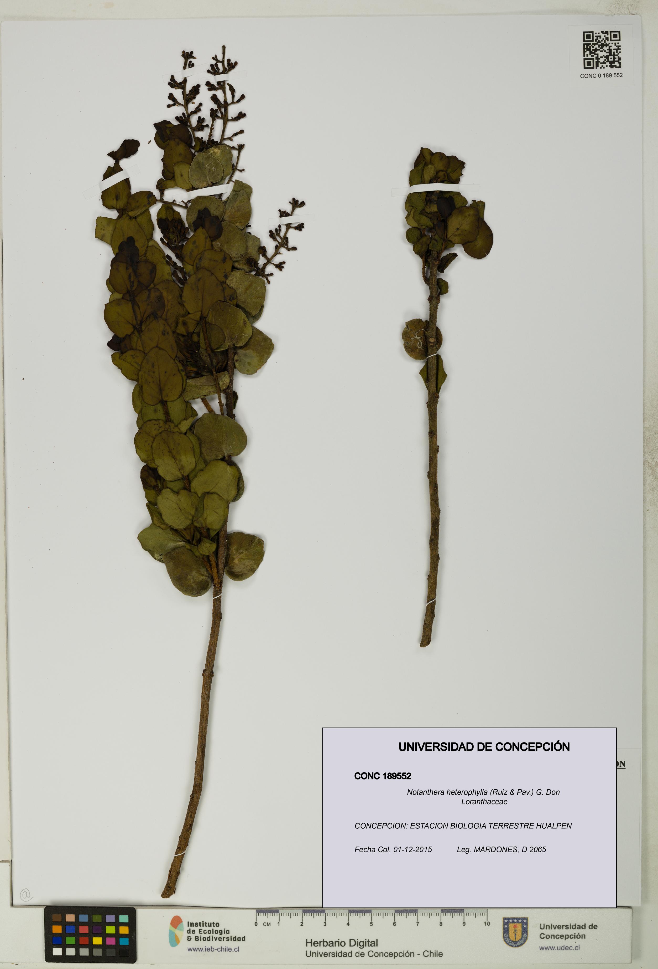 Notanthera heterophylla [Espécimen: UDEC:CONC:0189552]