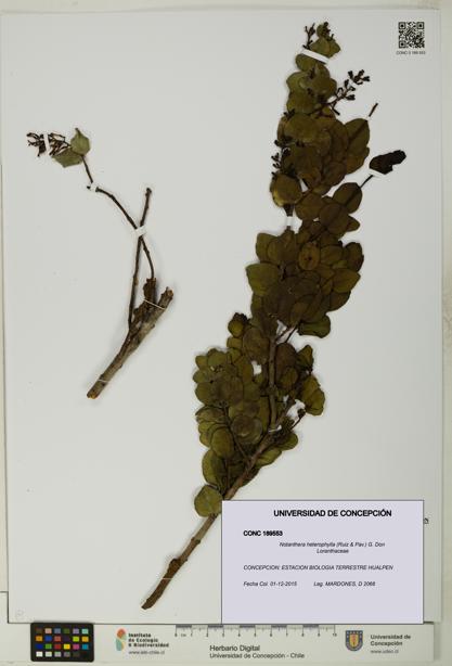 Notanthera heterophylla [Espécimen: UDEC:CONC:0189553]