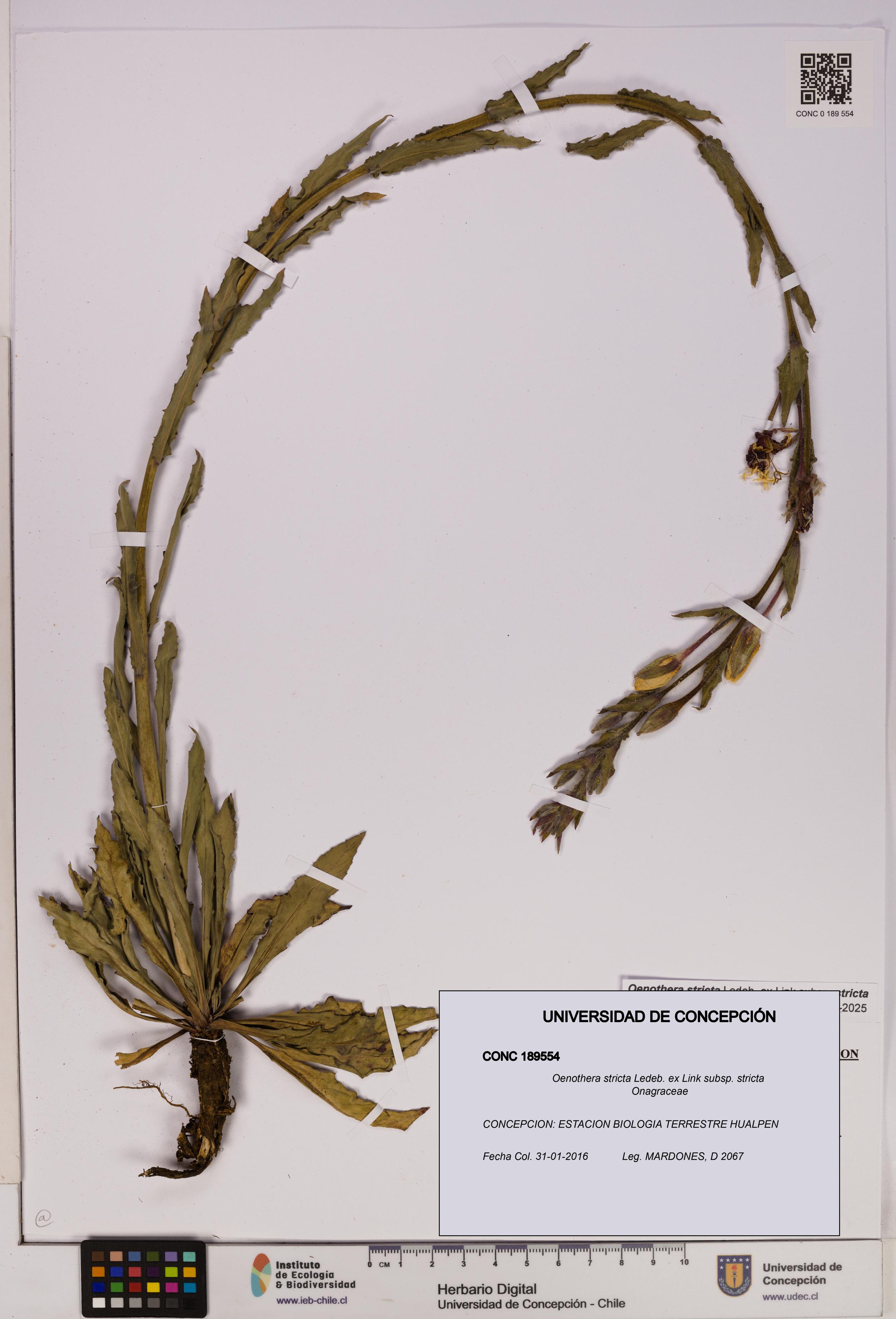 Oenothera stricta subsp. stricta [Espécimen: UDEC:CONC:0189554]