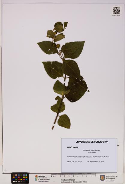 Podanthus ovatifolius [Espécimen: ]