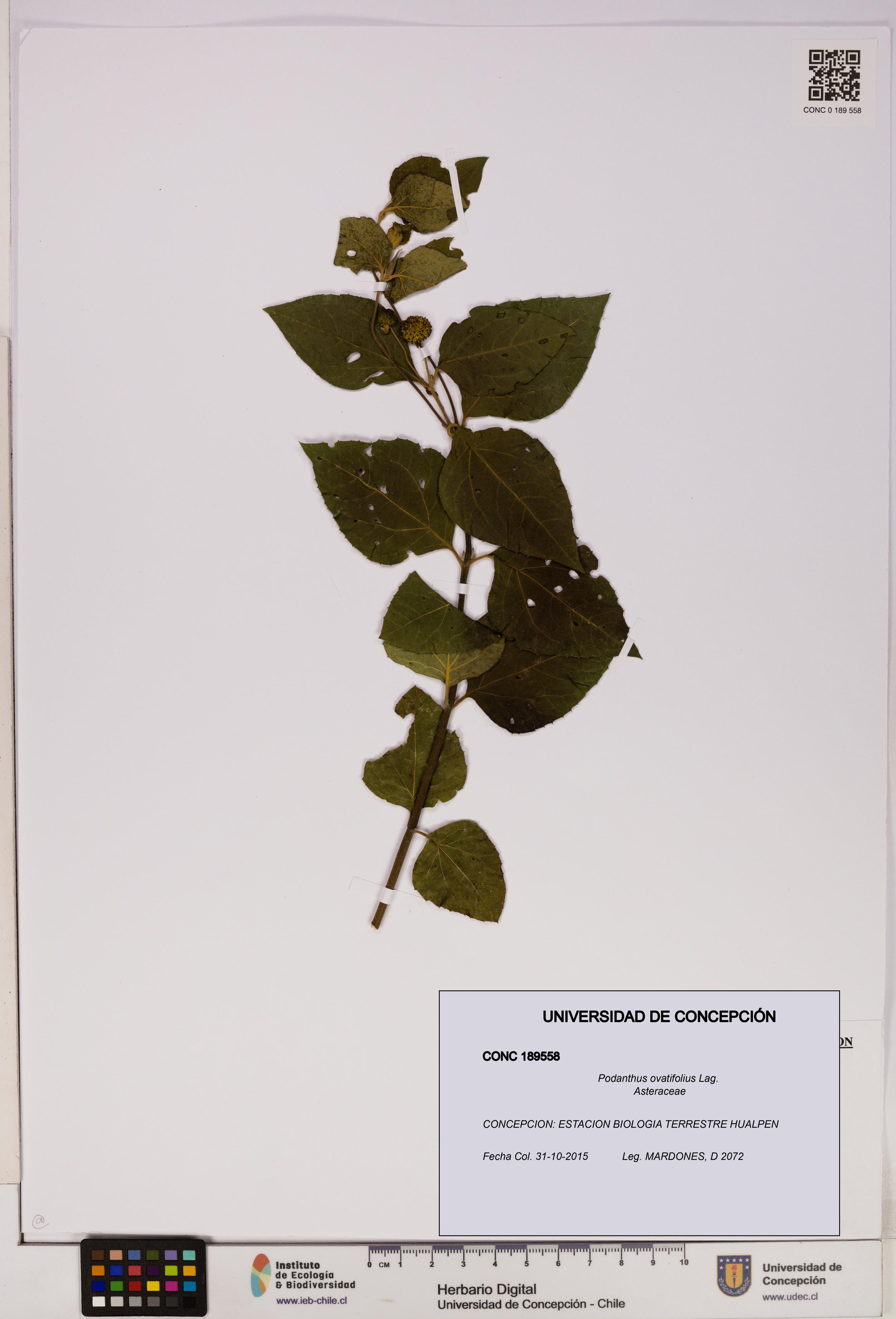 Podanthus ovatifolius [Espécimen: ]