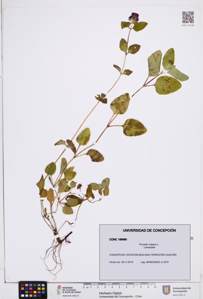 Prunella vulgaris [Espécimen: ]