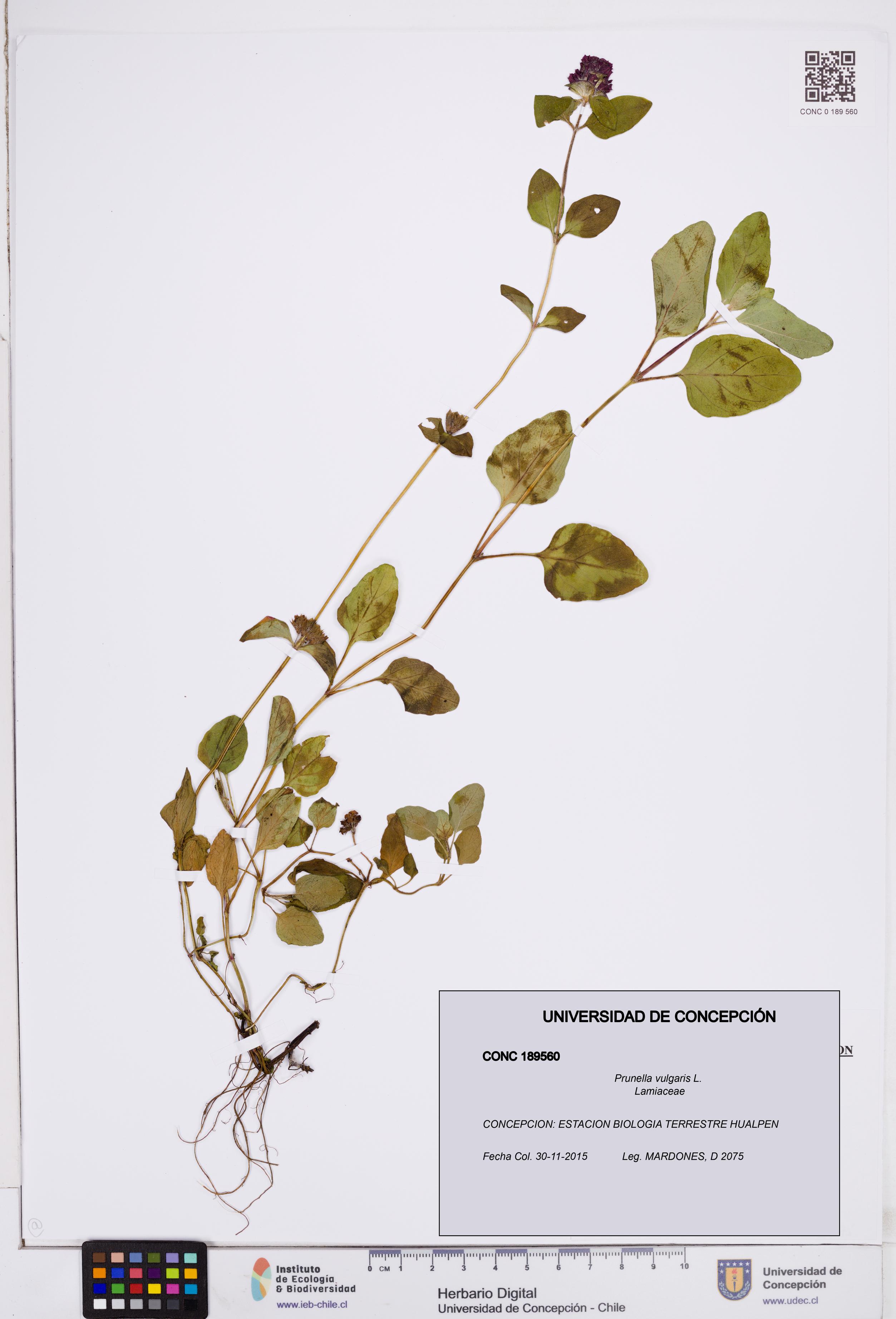 Prunella vulgaris [Espécimen: ]