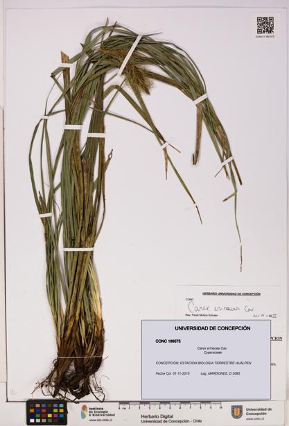 Carex erinacea [Espécimen: UDEC:CONC:0189575]