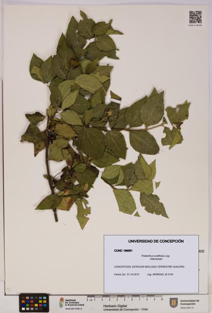 Podanthus ovatifolius [Espécimen: ]