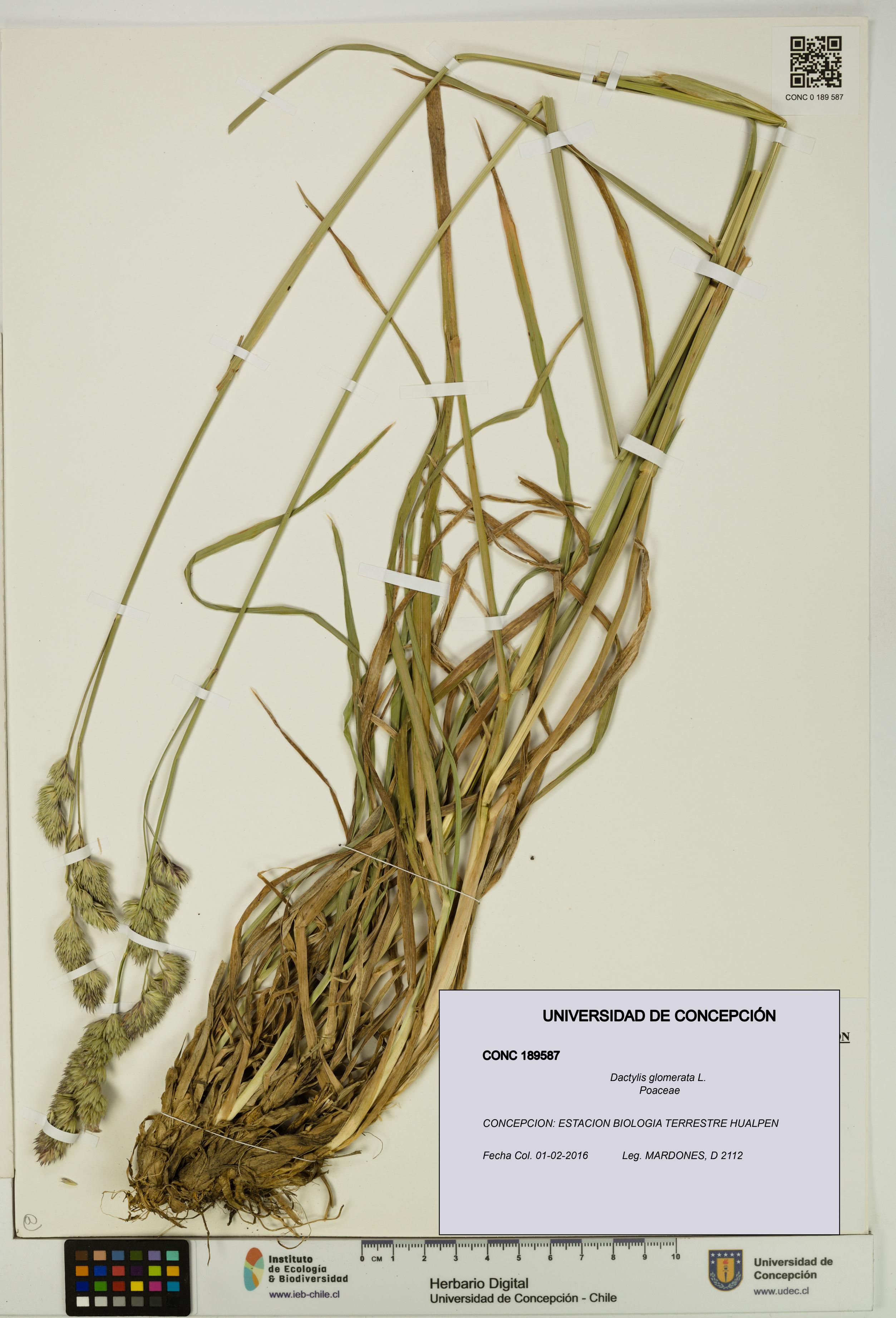 Dactylis glomerata [Espécimen: UDEC:CONC:0189587]