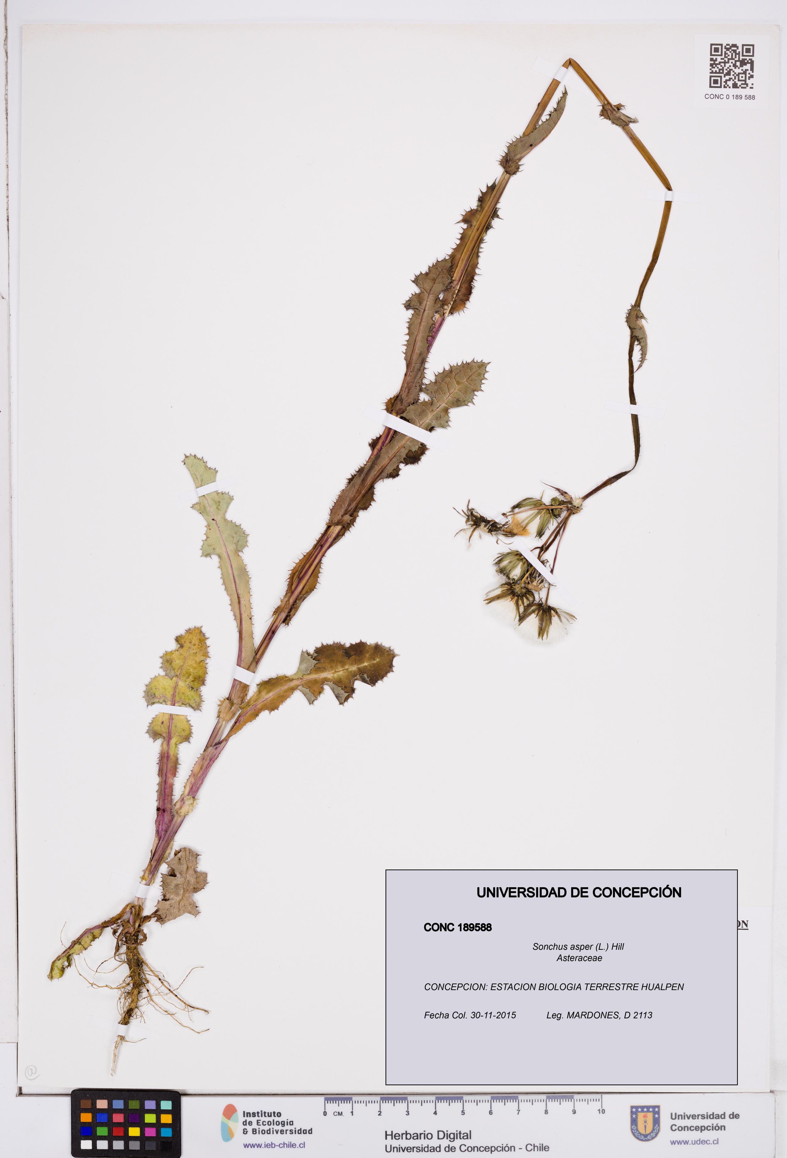Sonchus asper [Espécimen: ]