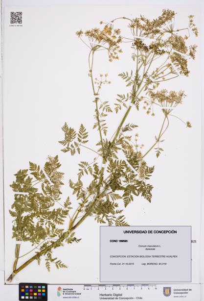 Conium maculatum [Espécimen: ]