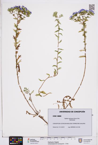 Triptilion spinosum [Espécimen: ]
