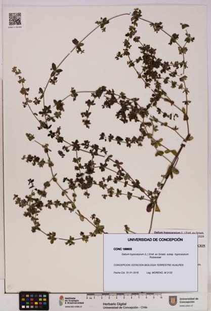 Galium hypocarpium subsp. hypocarpium [Espécimen: UDEC:CONC:0189603]