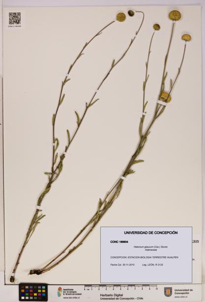 Helenium glaucum [Espécimen: UDEC:CONC:0189604]